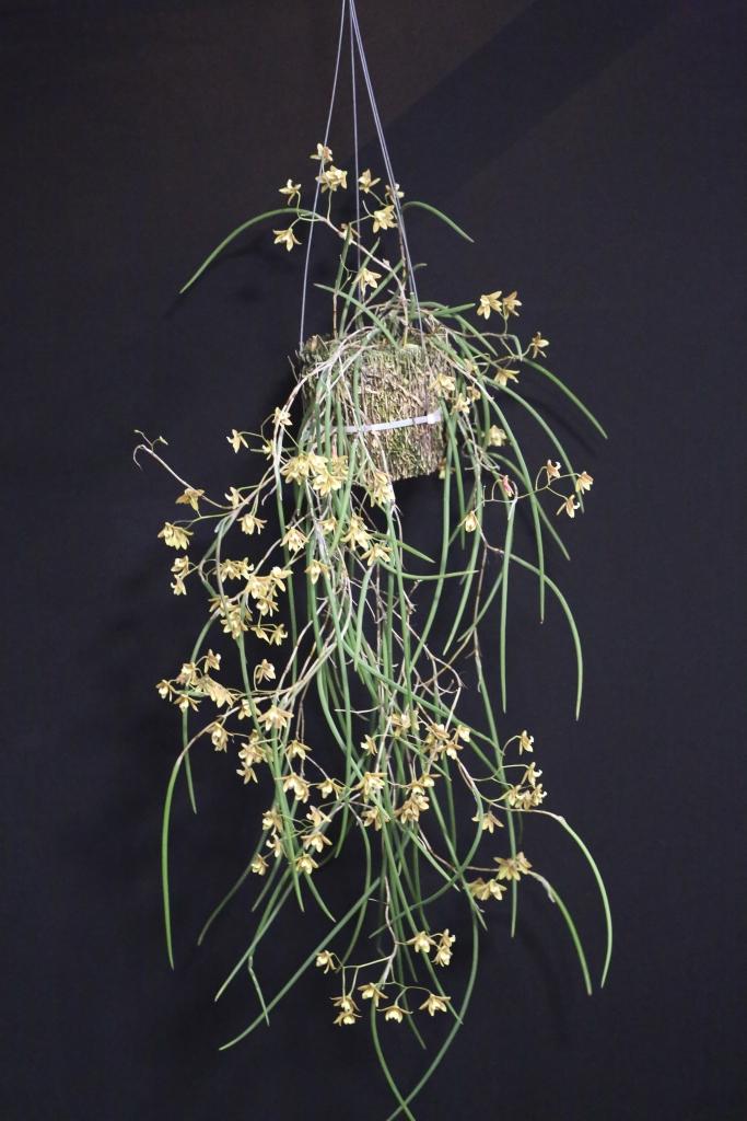 Dendrobium Australian Ginger - photo 2