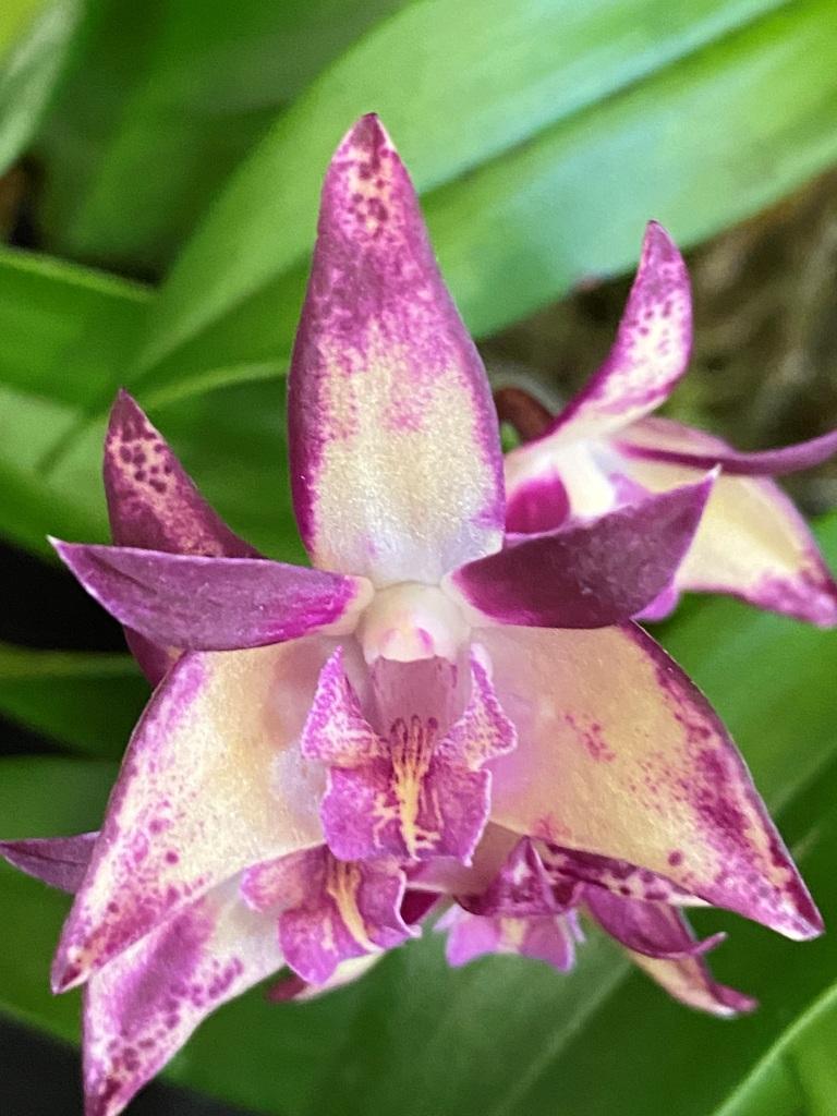 Den Brimbank Dark Night