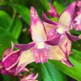Dendrobium Brimbank Dark Night - photo 2