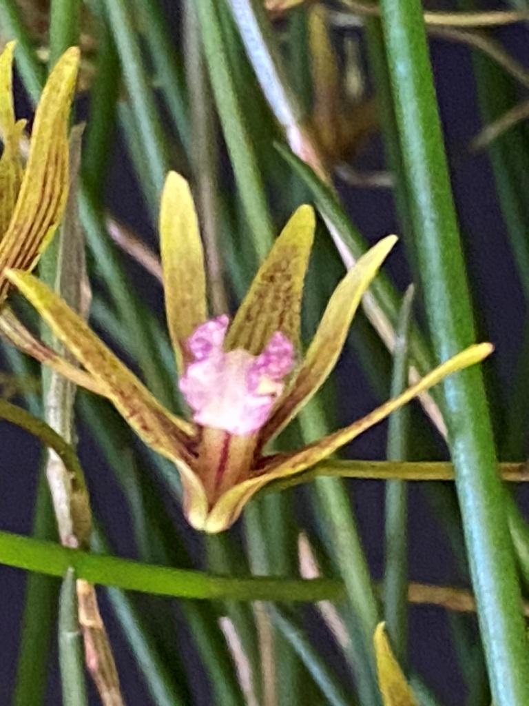 Den Tweetas 'Albie's Gift'