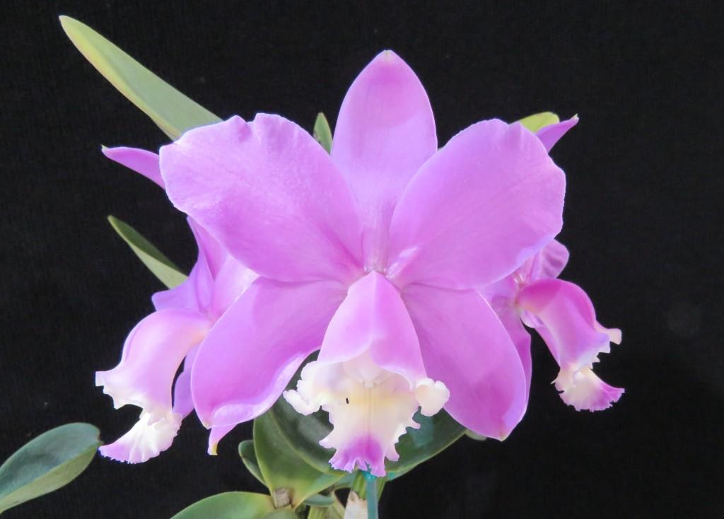 Cattleya loddigesii
