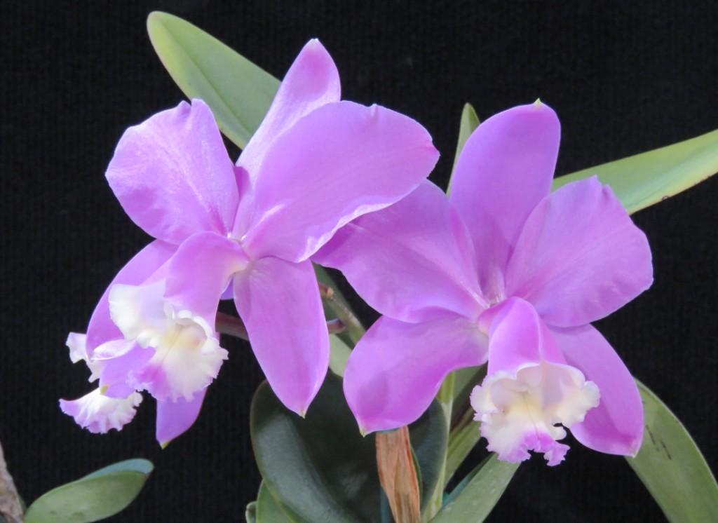 Cattleya loddigesii subsp. purpurea - photo 2