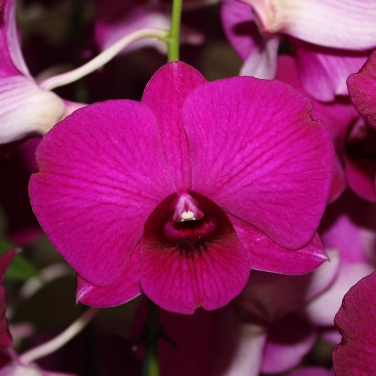 Dendrobium Bundy's Class - photo 2