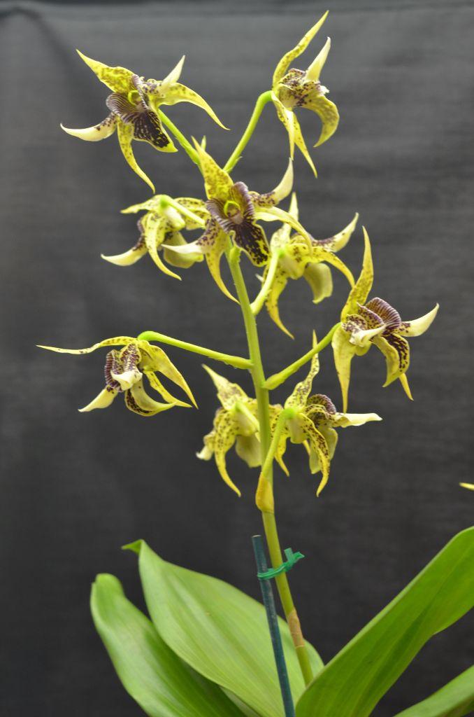 Dendrobium Honeycomb - photo 2