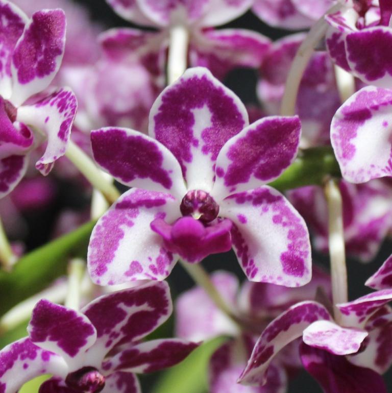 Rhynchostylis gigantea