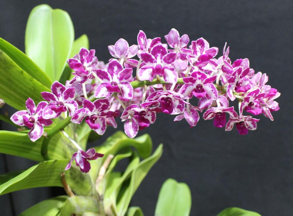 Rhynchostylis gigantea - photo 2