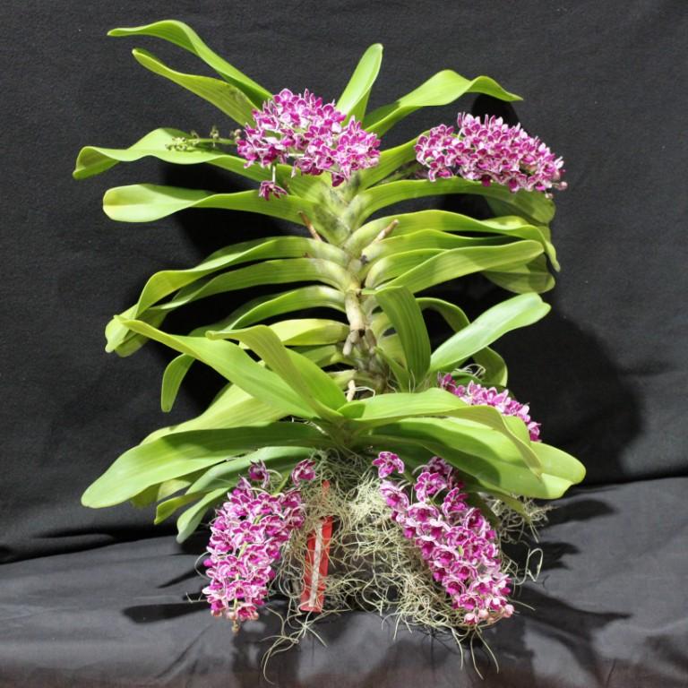 Rhynchostylis gigantea