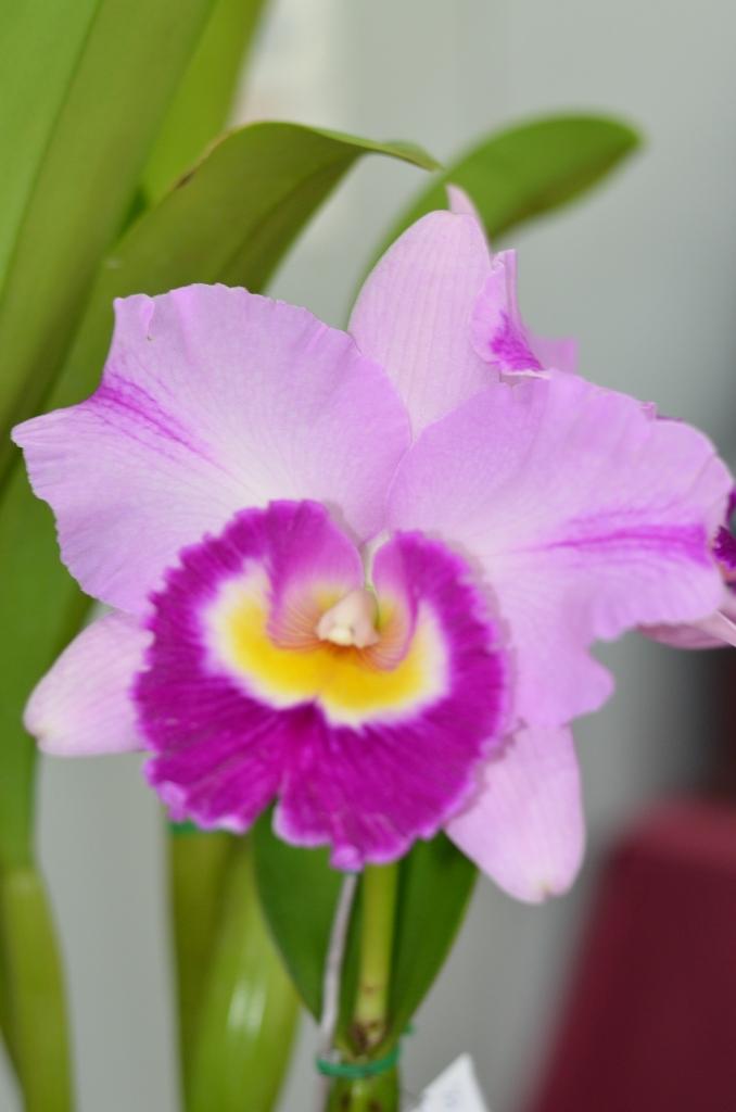 Rlc Dal's Monarch