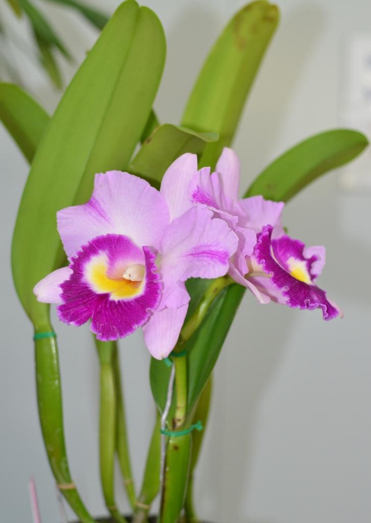 Rhyncholaeliocattleya Dal's Monarch - photo 2