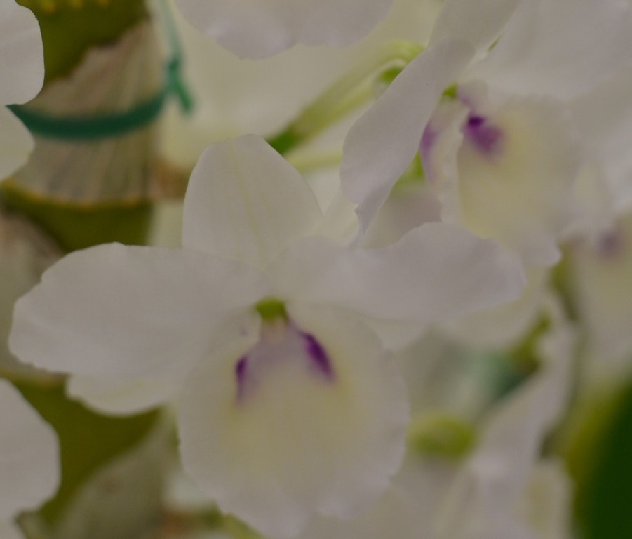 Den Larapinta Barbara