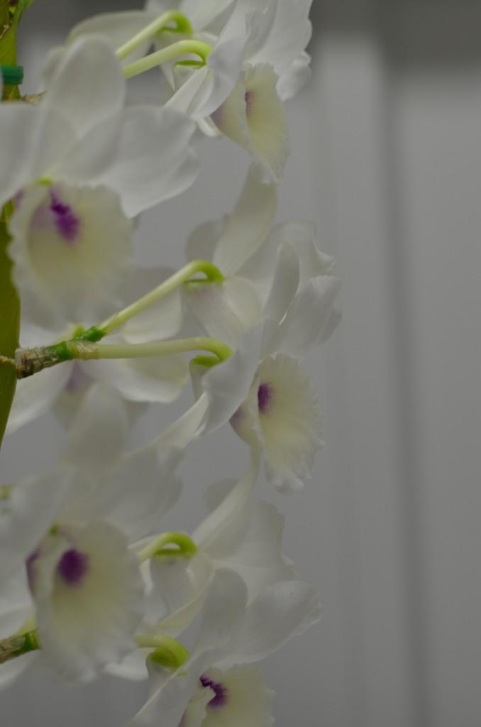 Dendrobium Larapinta Barbara - photo 2