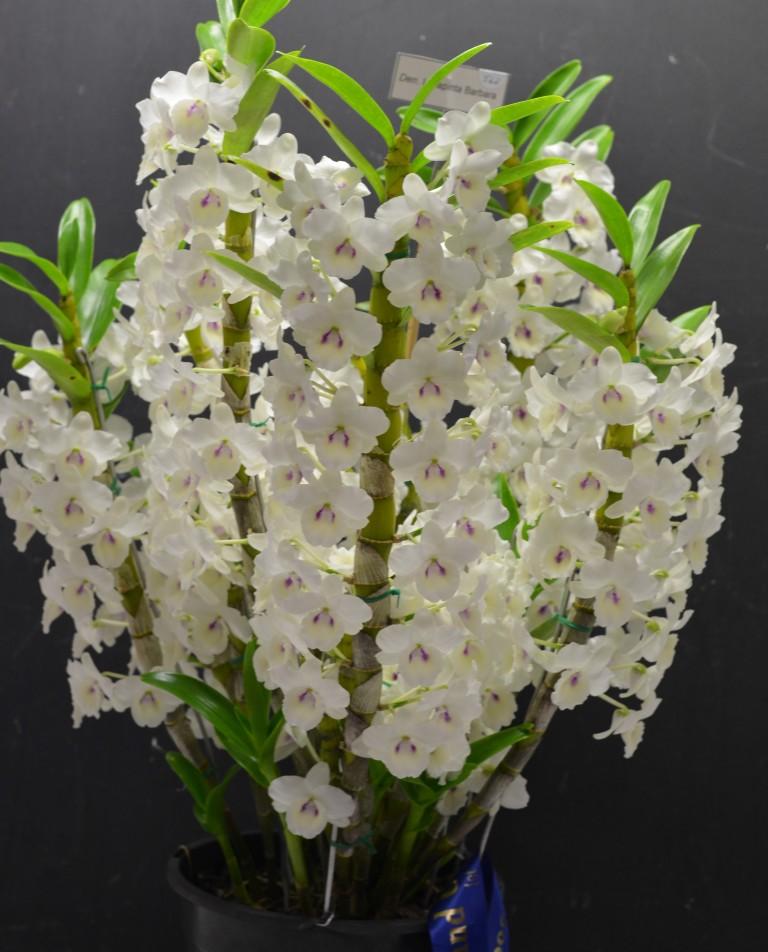 Den Larapinta Barbara