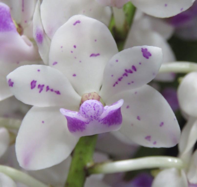 Rhynchostylis gigantea