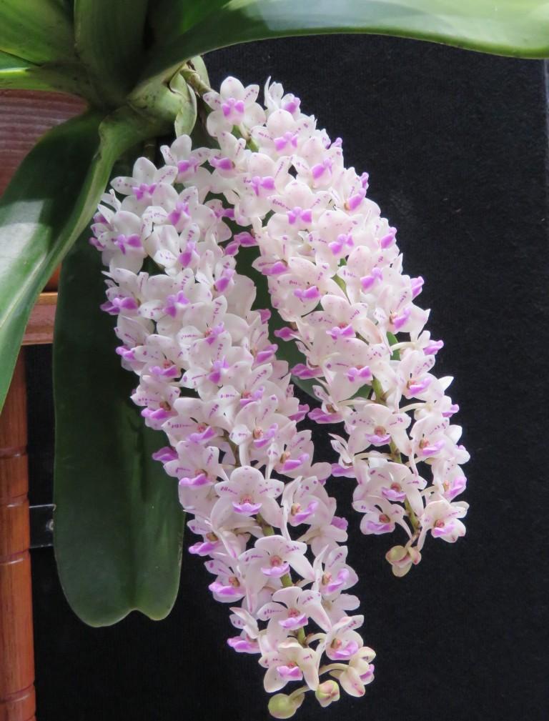 Rhynchostylis gigantea - photo 2