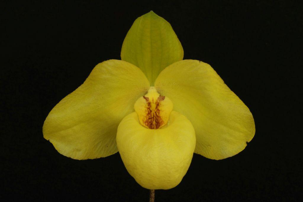 Paph Harvey Man Hee Wong