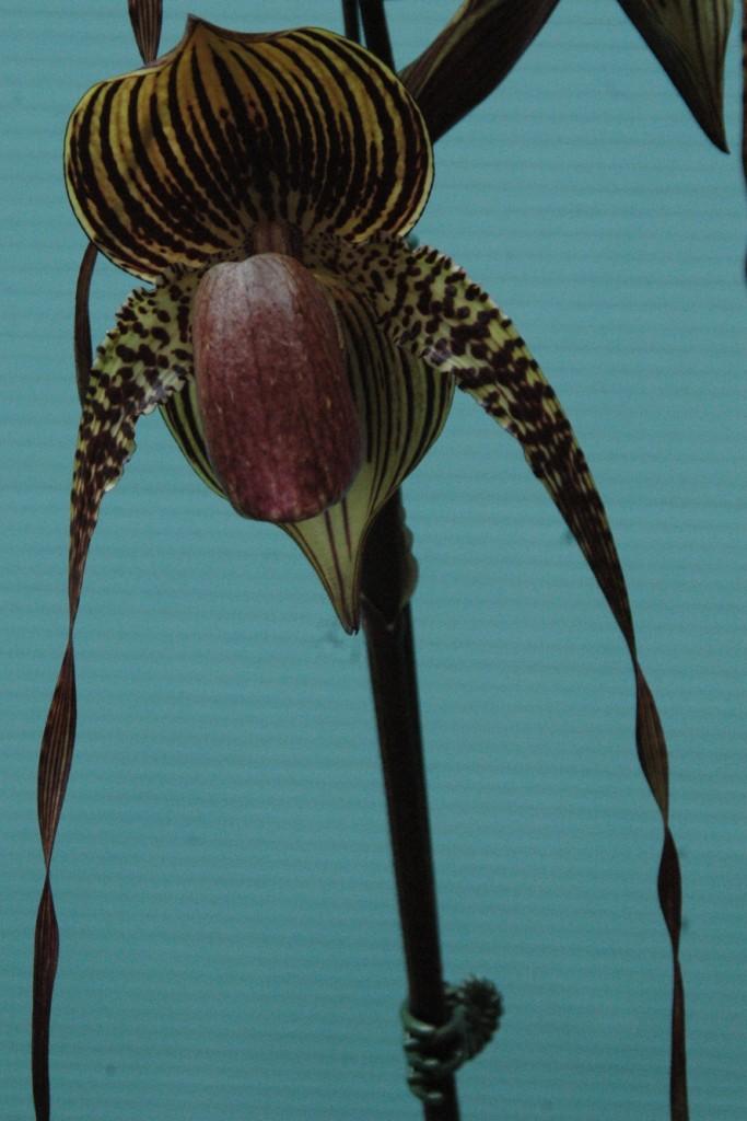 Paph Johanna Burkhardt