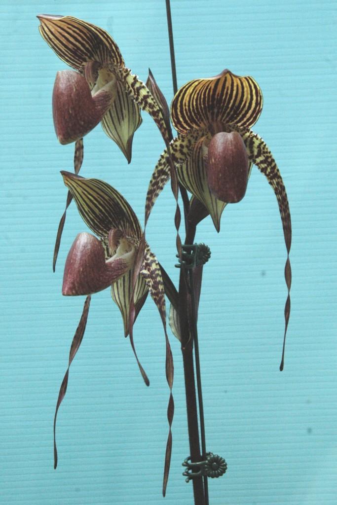 Paphiopedilum Johanna Burkhardt - photo 2
