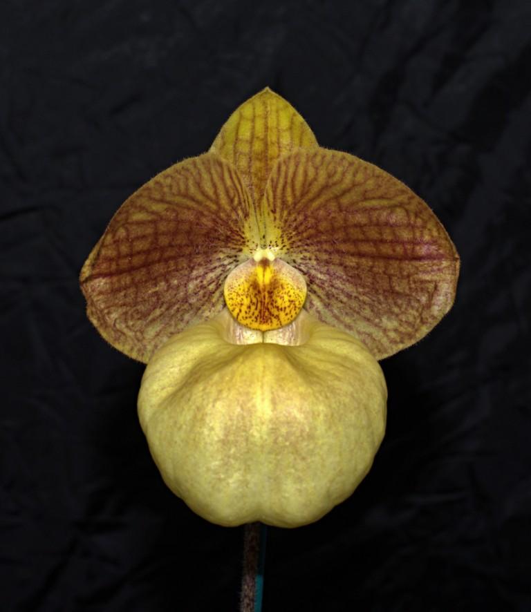 Paph Fumis Delight