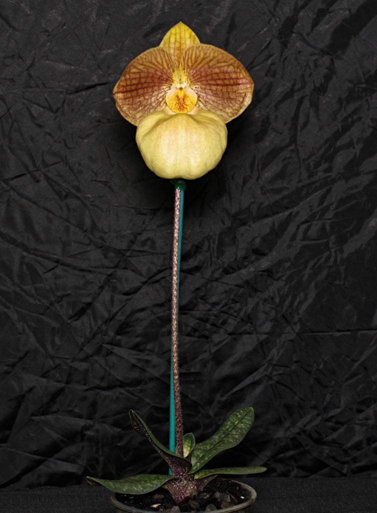 Paphiopedilum Fumi's Delight - photo 2