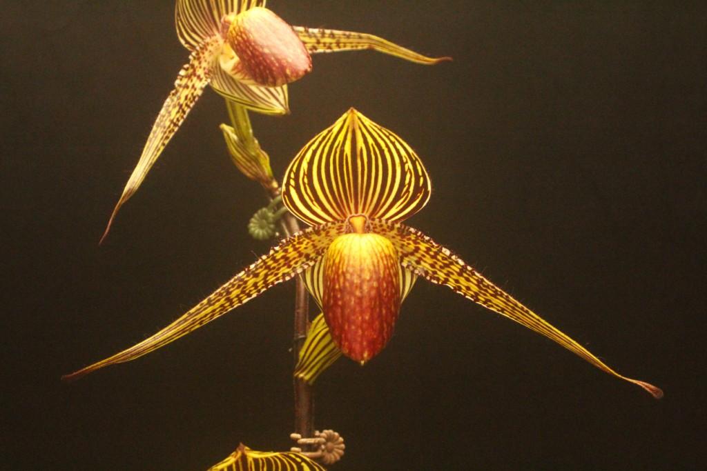 Paphiopedilum rothschildianum 'Lizzie's choice'
