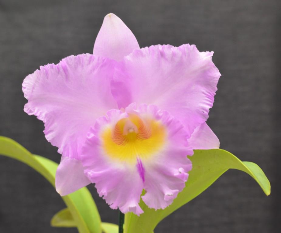 Rlc Burdekin Dancer