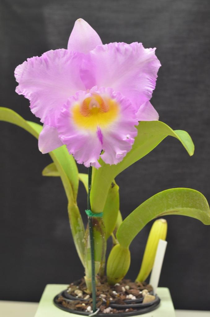 Rhyncholaeliocattleya Burdekin Dancer - photo 2