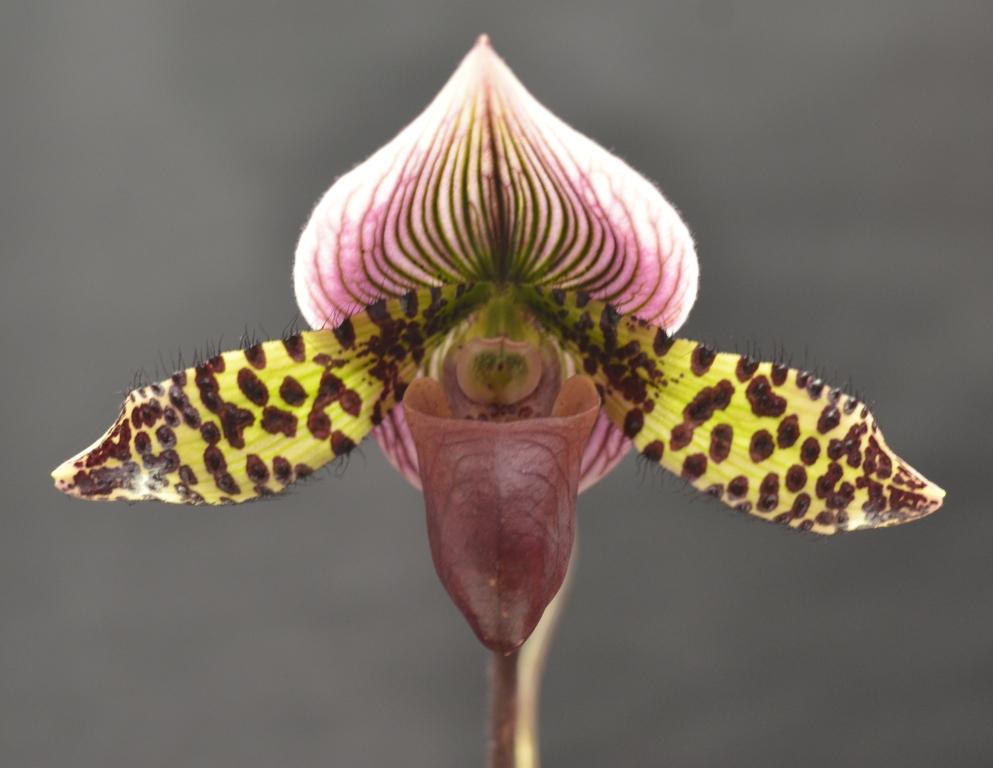Paph Pacific Spirit