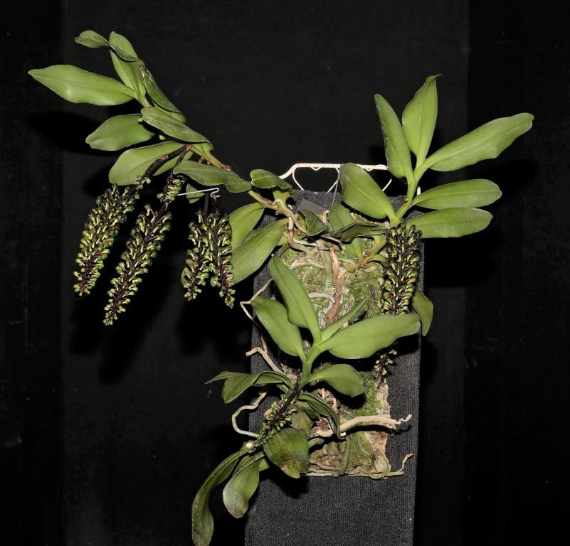 Robiquetia wassellii