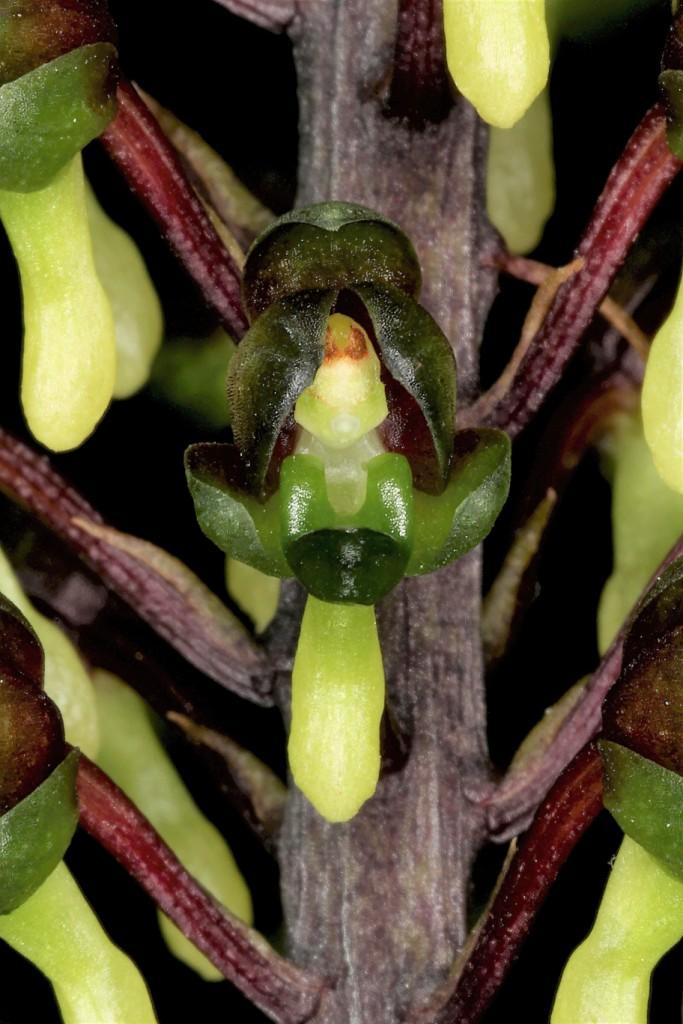 Robiquetia wassellii - photo 2