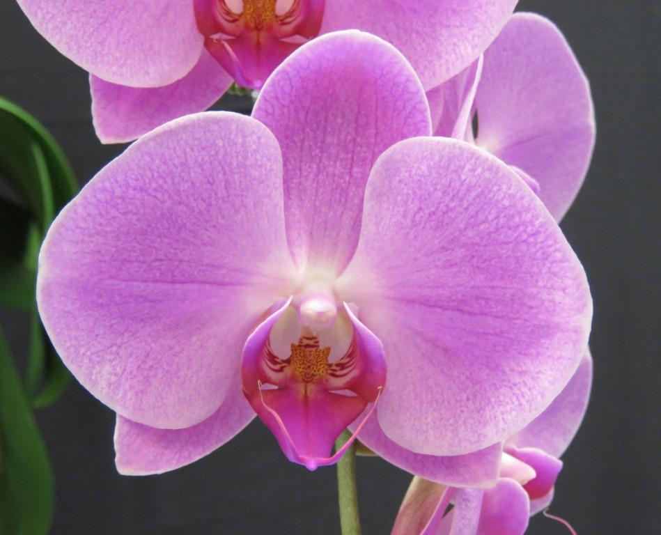 Phal I-Hsin Pink Baby