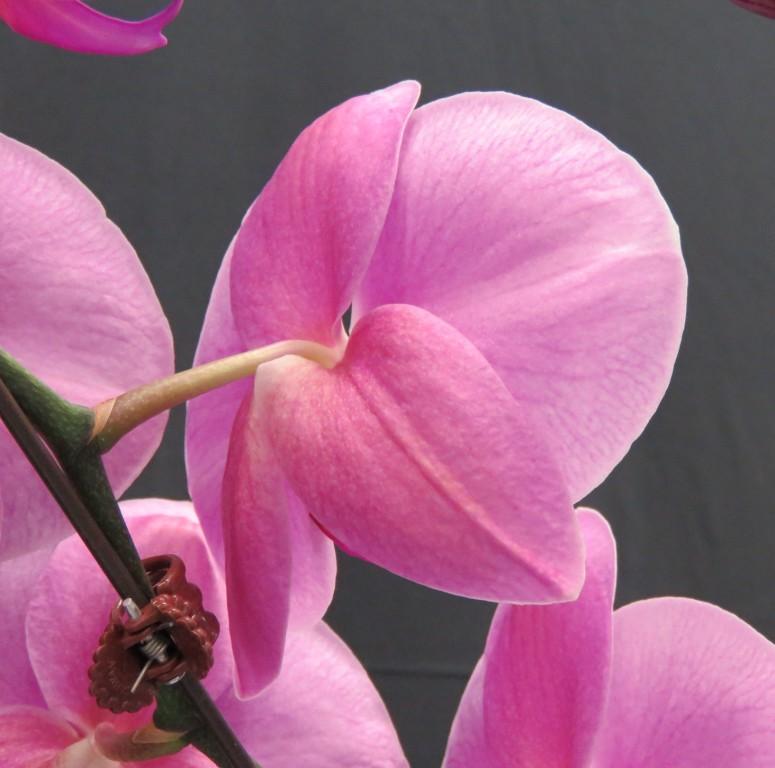 Phalaenopsis I-Hsin Pink Baby - photo 2