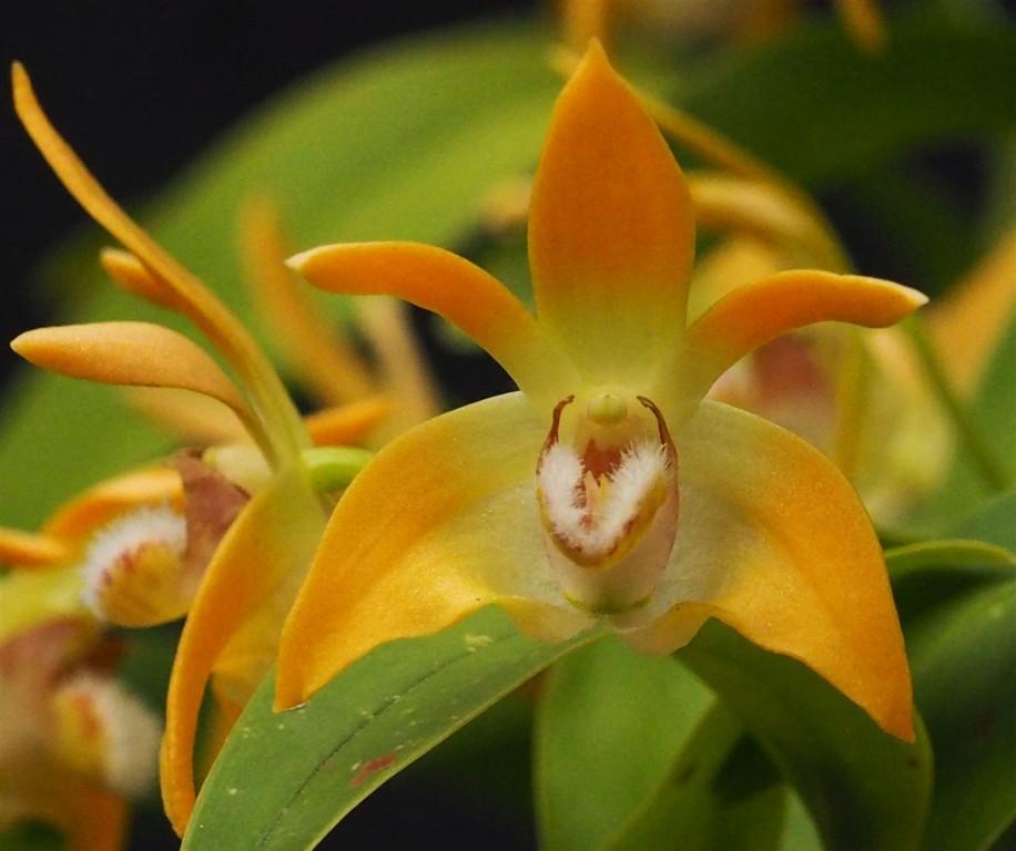 Dendrobium fleckeri