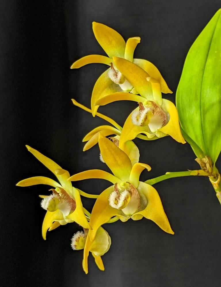 Dendrobium fleckeri - photo 2