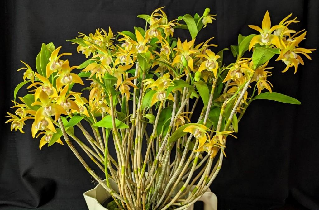 Dendrobium fleckeri