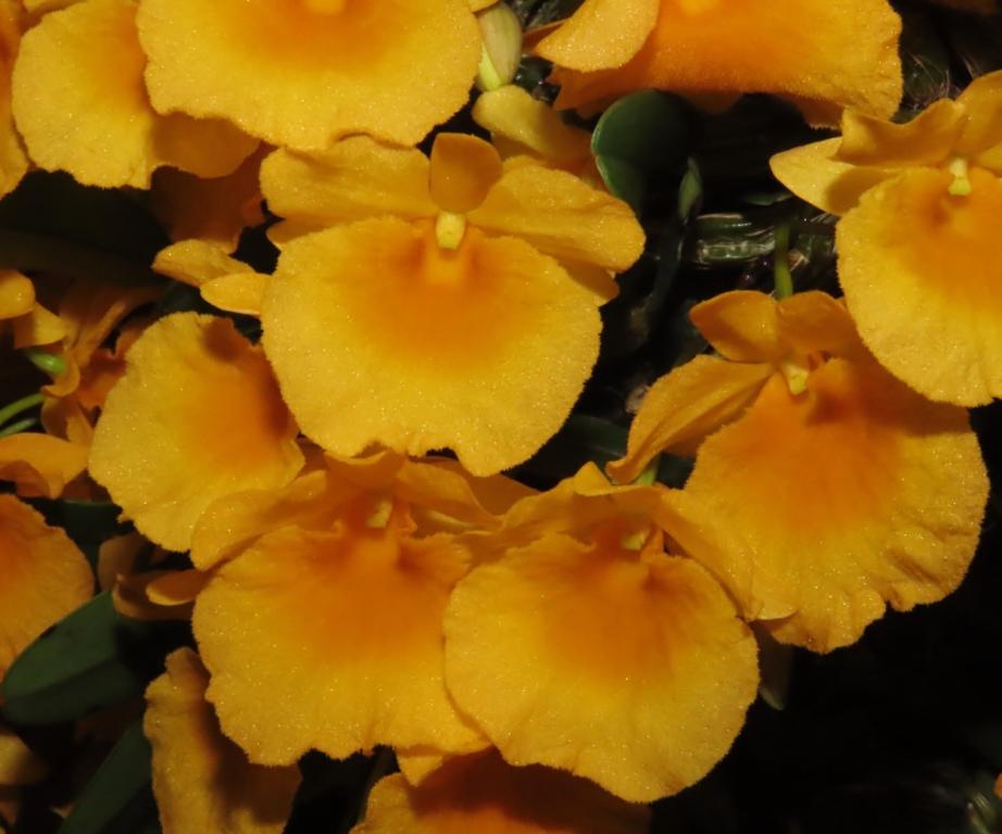 Dendrobium jenkinsii