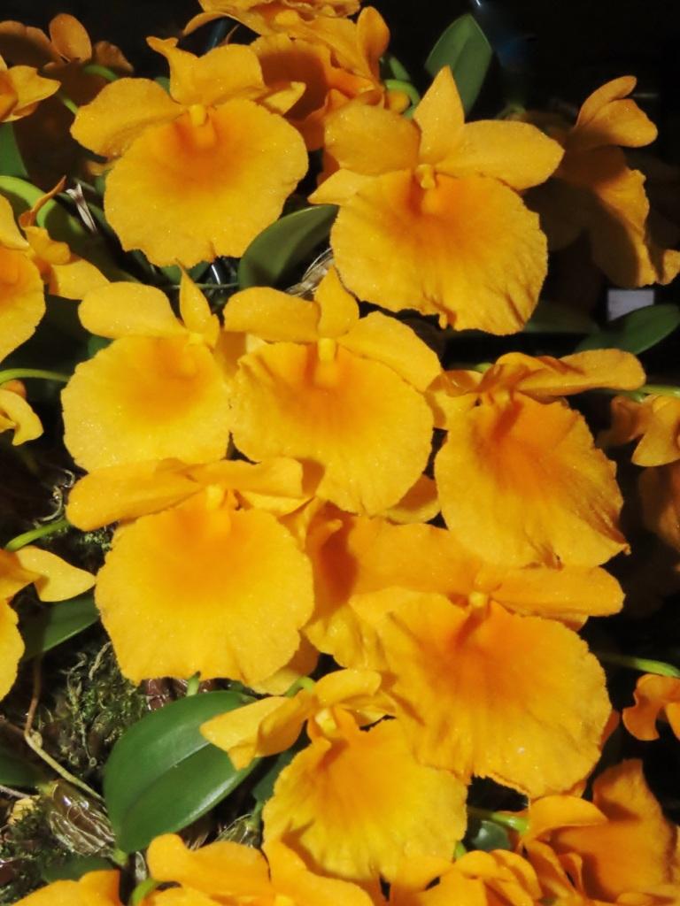 Dendrobium jenkinsii - photo 2