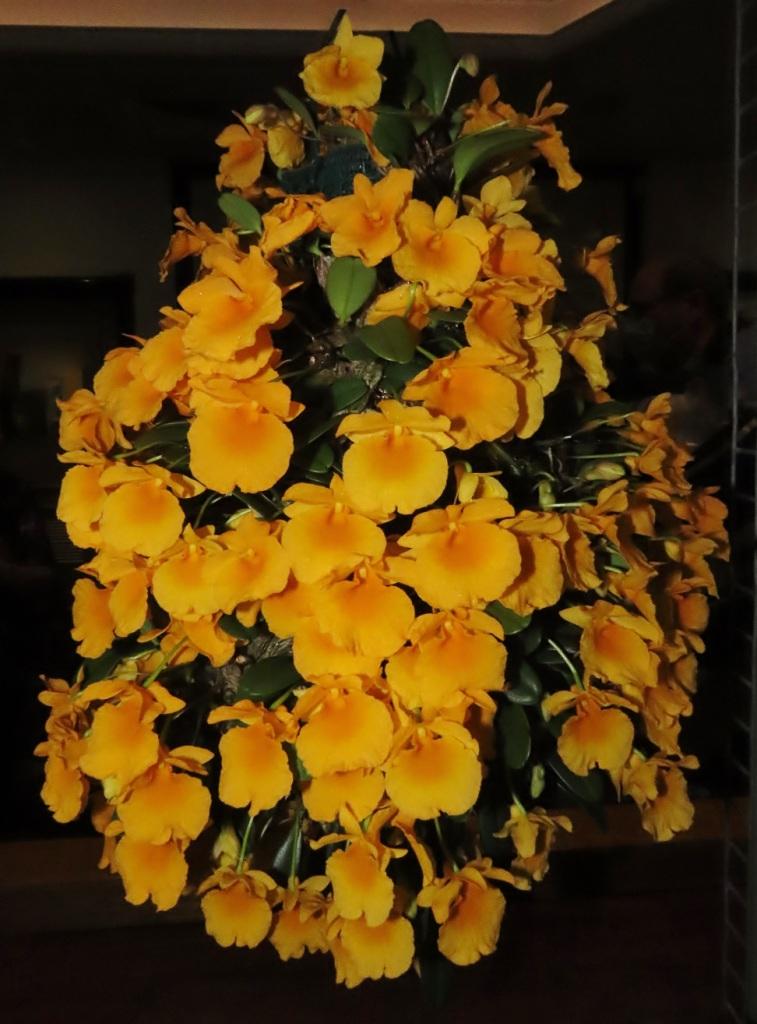 Dendrobium jenkinsii