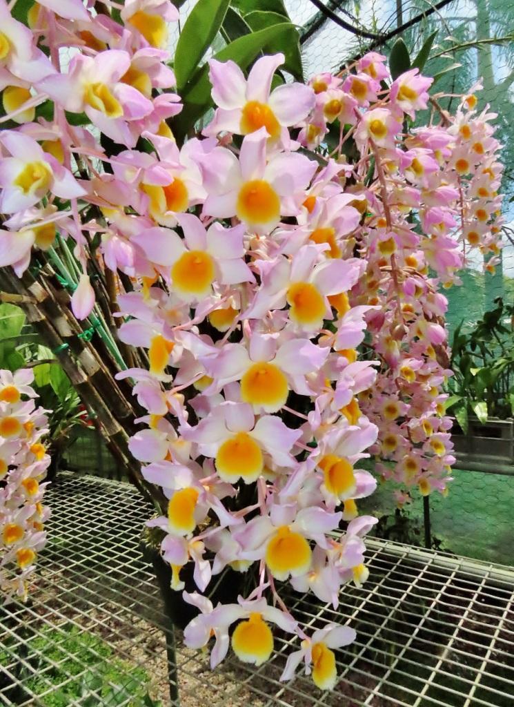 Dendrobium Mousmee - photo 2