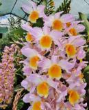 Dendrobium Mousmee - photo 2