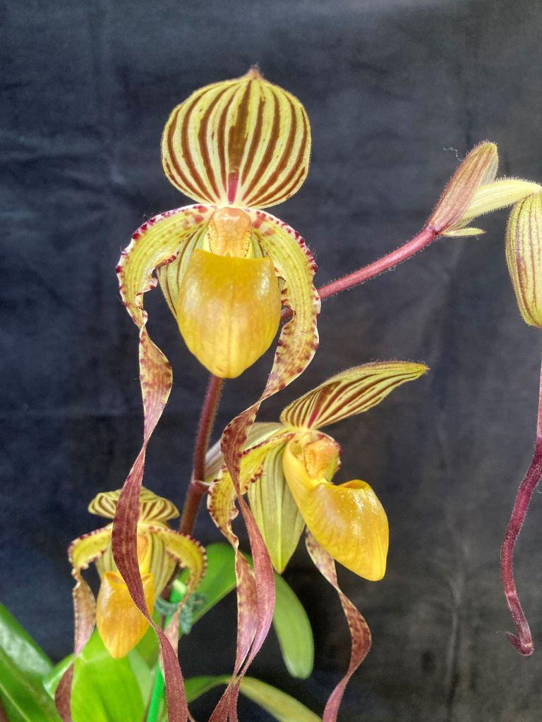 Paph Michael Koopowitz