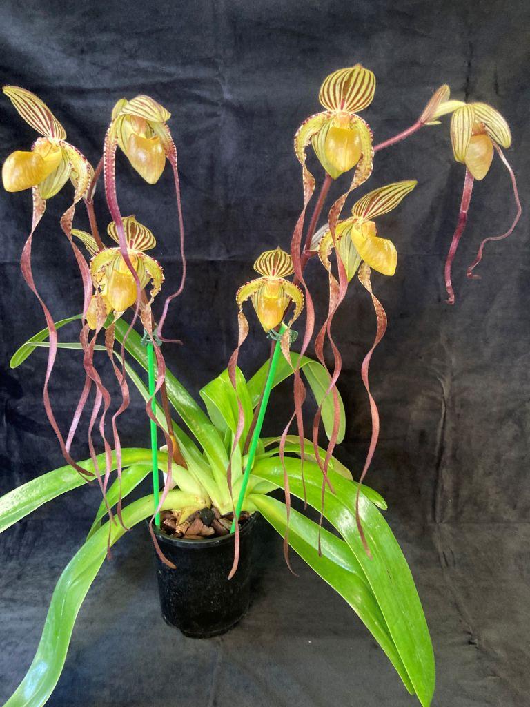 Paphiopedilum Michael Koopowitz - photo 2