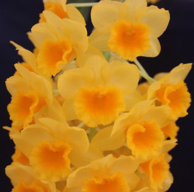 Dendrobium densiflorum