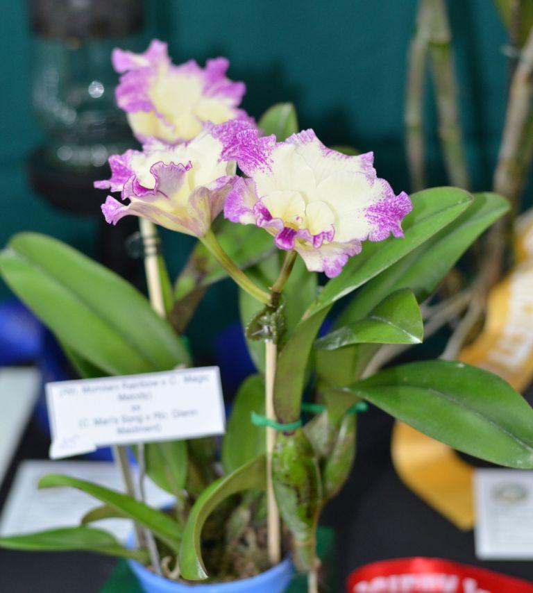 Rhyncattleanthe Cosmic Rainbow - photo 2