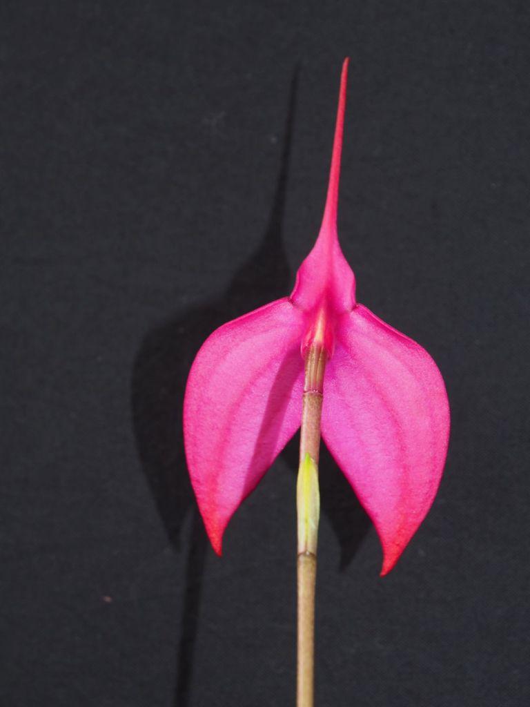 Masdevallia Rubicon - photo 2