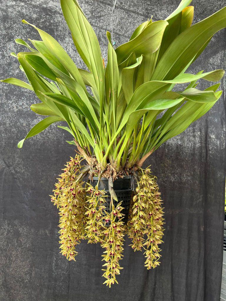 Cymbidium devonianum