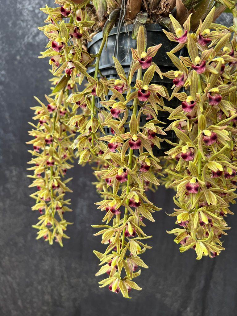 Cymbidium devonianum - photo 2