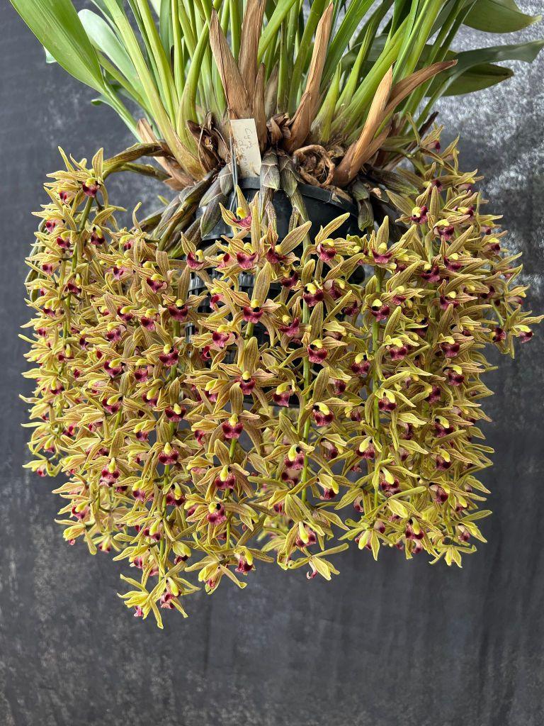 Cymbidium devonianum - photo 2