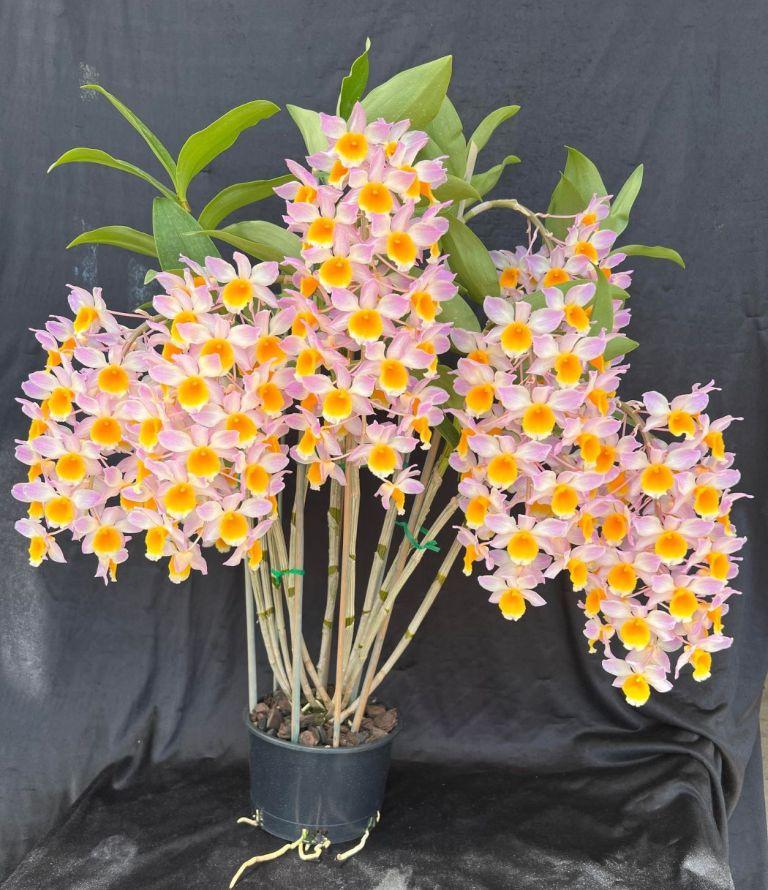 Dendrobium Mousmee - photo 2