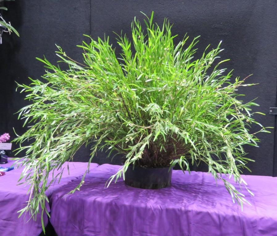 Dendrobium piestocaulon var. kaulonse