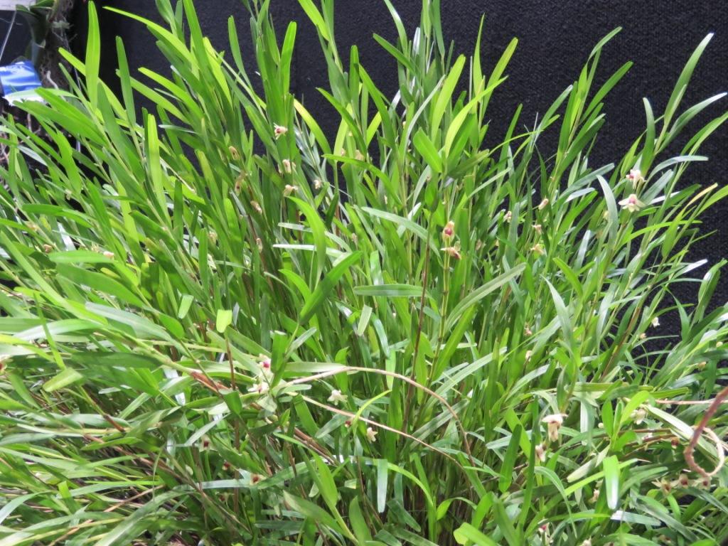 Dendrobium piestocaulon var. kaulonse